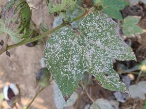 uploads/images/disease/powdery mildew  of cotton.jpg